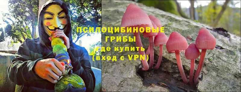 Галлюциногенные грибы Psilocybe Кореновск